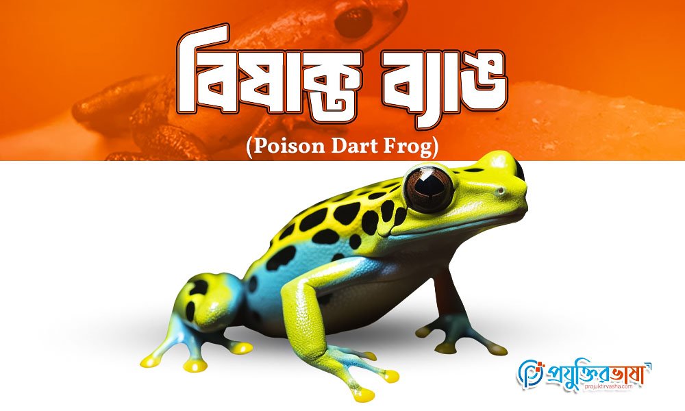 বিষাক্ত ব্যাঙ (Poison Dart Frog)