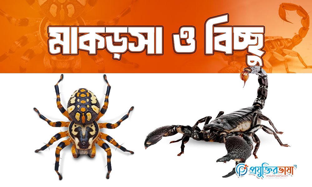 মাকড়সা ও বিচ্ছু