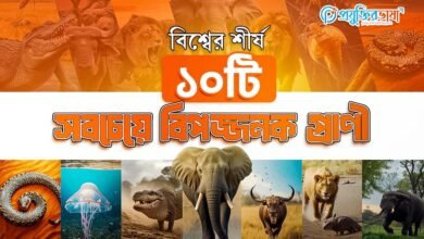 বিশ্বের শীর্ষ ১০টি সবচেয়ে বিপজ্জনক প্রাণী