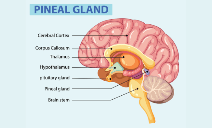 মস্তিষ্কের ক্ষমতা ক্ষয় পেতে থাকে স্নায়ু কোষের