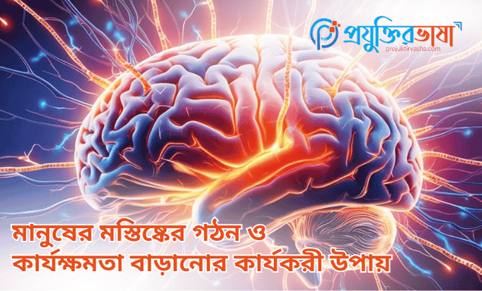 মানুষের মস্তিষ্কের গঠন ও কার্যক্ষমতা বাড়ানোর কার্যকরী উপায়